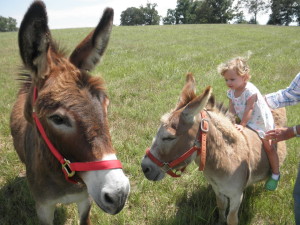 Johanna sitting on Jasper, while his son, Thomas, looks on. TN, June 2015.