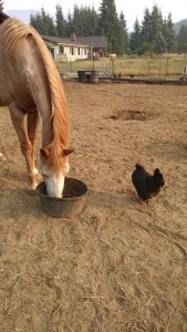 Corey, my strawberry roan paint