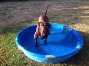 Riley - our Chocolate Lab