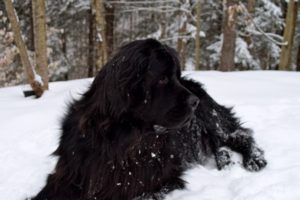 My 150-pound Newfoundland, Mosely.